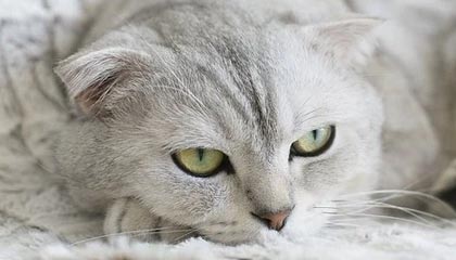 米兰体育官方网站APP下载-欧洲足坛转会新风向：超级巨星纷纷加盟豪门，欧洲足坛转会汇总